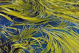 藻類(lèi)是動(dòng)物還是植物？