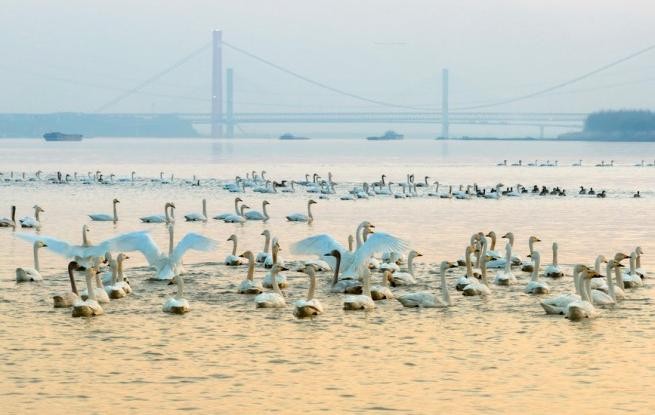 安徽銅陵：生態(tài)好 候鳥(niǎo)至